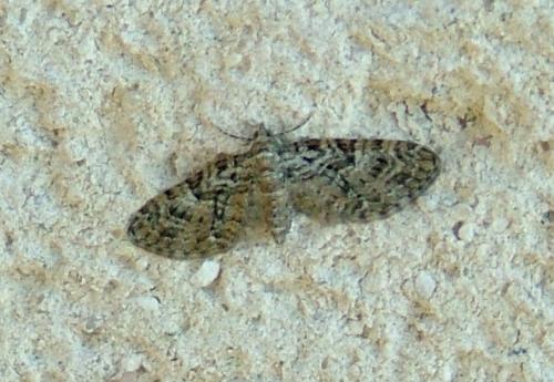 Eupithecia sp.